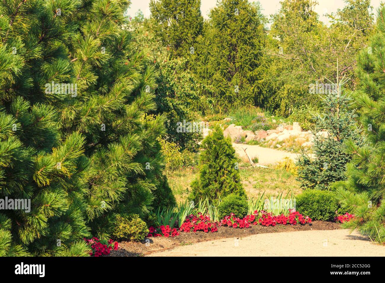 Un percorso di fiori rossi luminosi sullo sfondo di diversi tipi di alberi di conifere. Foto Stock