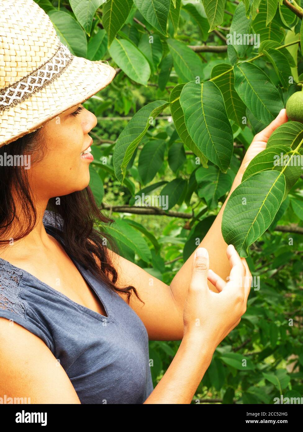 Primo piano di una donna afro-asiatica che raccoglie frutta da un albero. Foto Stock