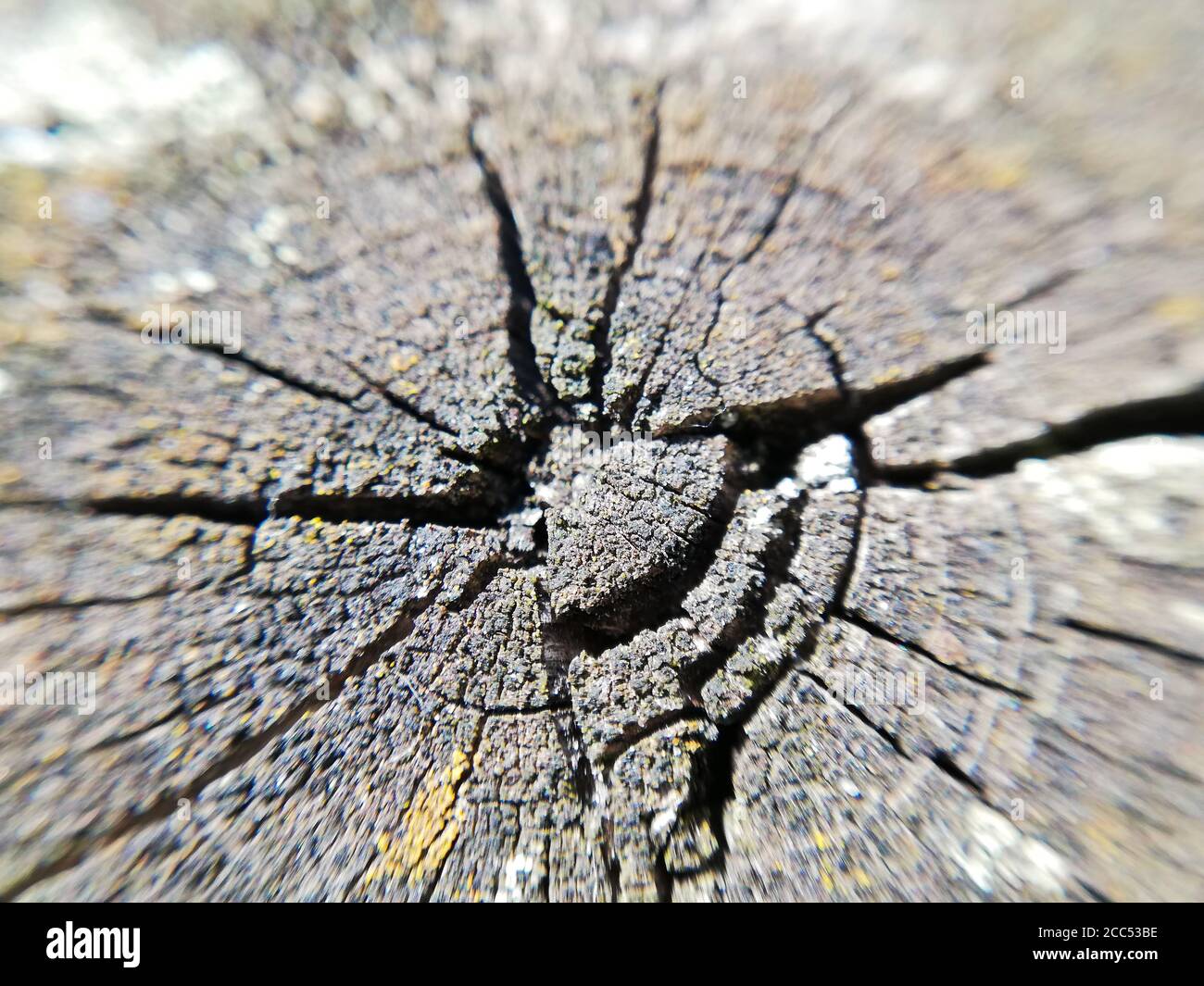 Vecchio tavolo di legno in primo piano in primo piano, giardino macro photographie. Foto Stock