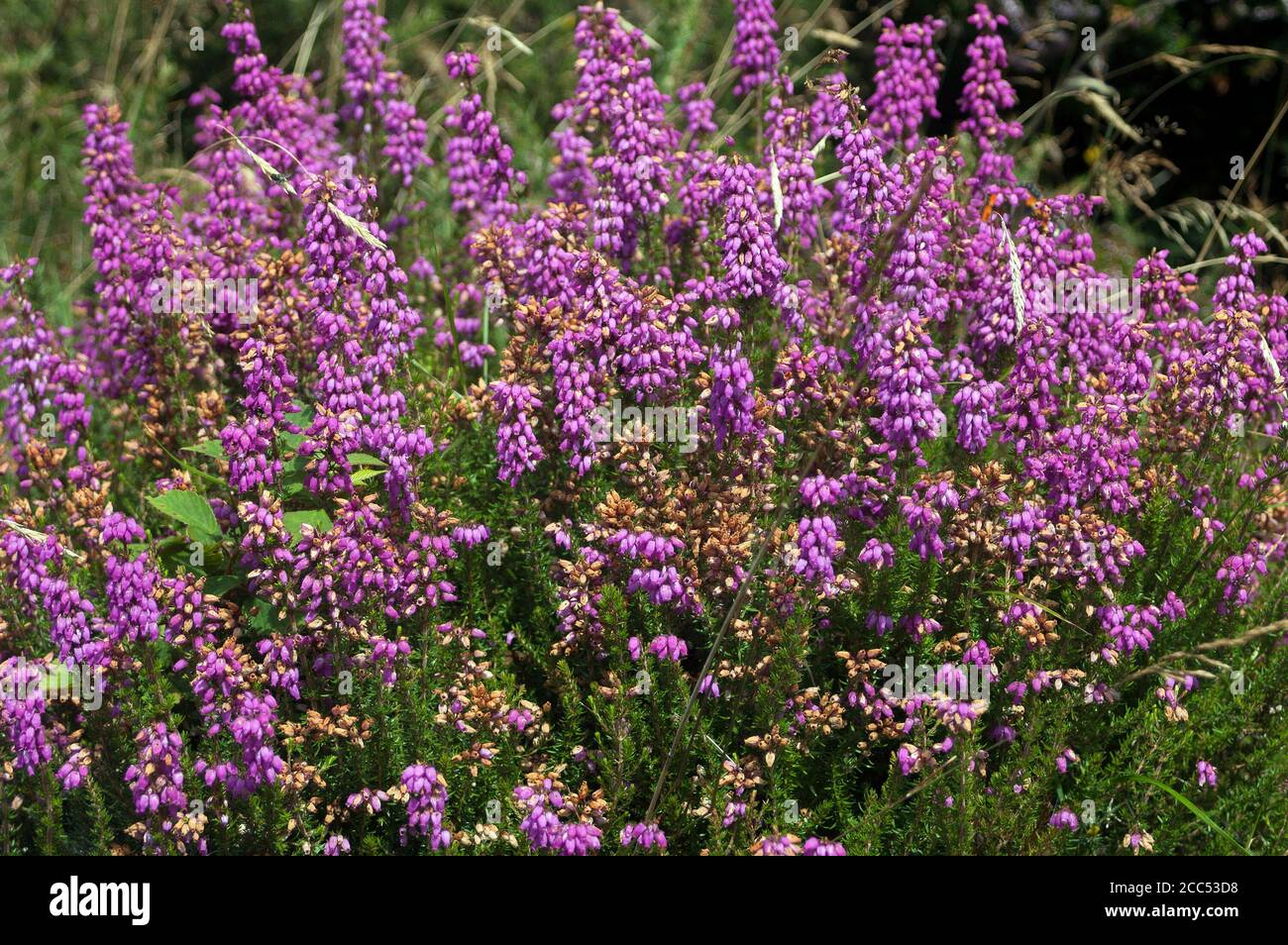 Heather, Kilbrannish Forest Recreation Area, Co Carlow, Irlanda, Europa Foto Stock