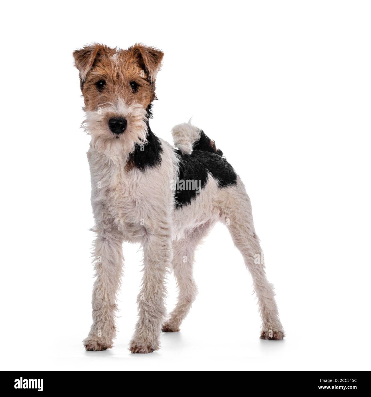 Carino Fox Terrier cane cuccia in piedi in piedi modi laterali. Guardando la fotocamera con occhi scuri curiosi. Isolato su sfondo bianco. Foto Stock
