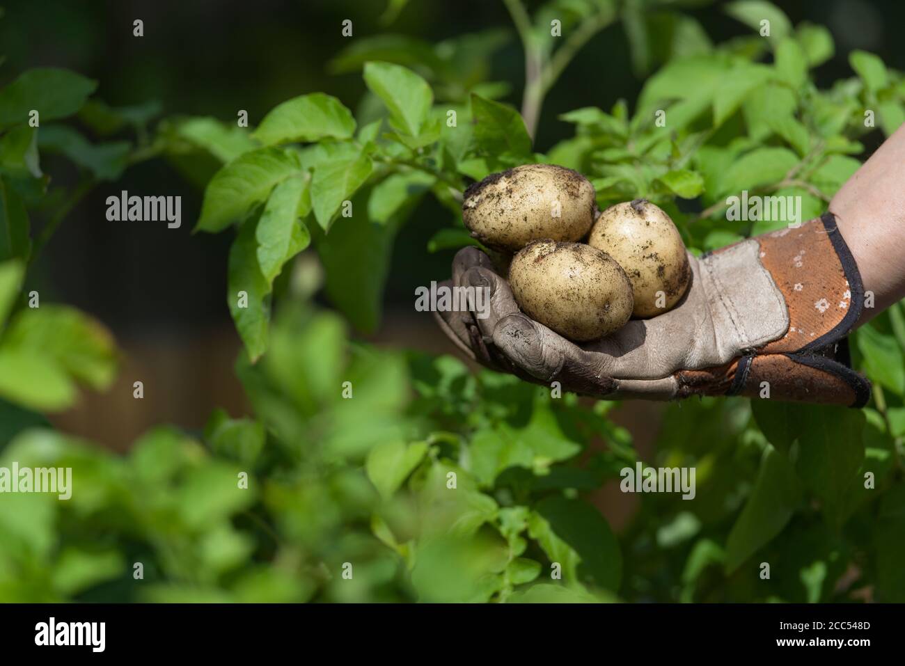 Patate da semina piantate coltivate in casa tenute in un giardino togled mano di fronte alle vibranti foglie verdi delle piante di patate. Vista laterale Foto Stock