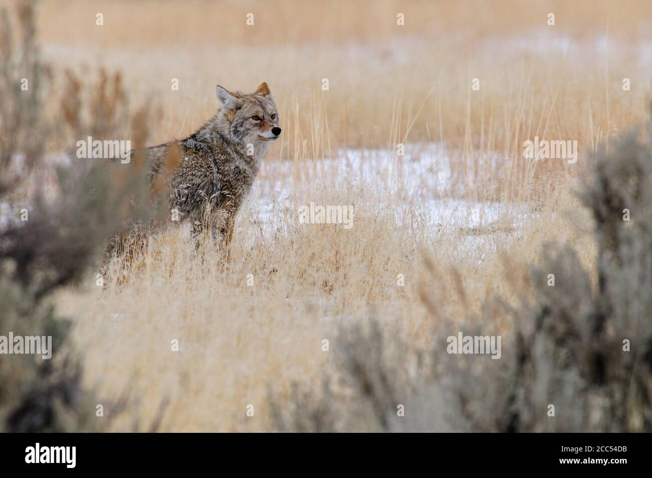 Coyote su un campo erboso con neve durante l'inverno in Yellowstone Foto Stock