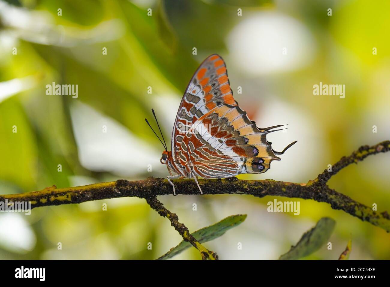 Farfalla di Pasha a due code (Charaxes jasius) poggiata su un ramo di alloro della baia, Andalusia, Spagna. Foto Stock