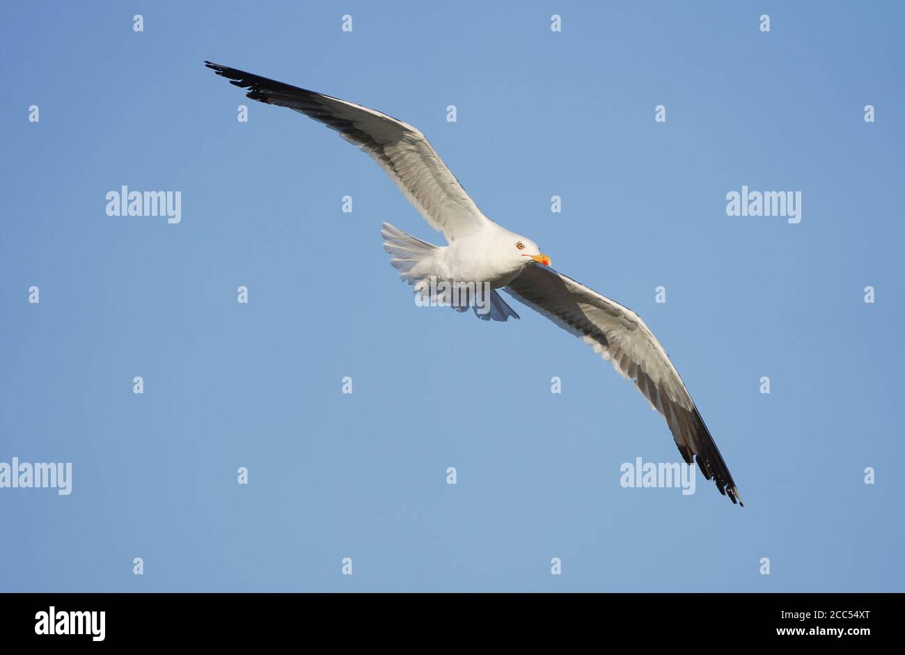 Minore gabbiano nero-backed (Larus fuscus graellsii) in volo, Andalusia, Spagna. Foto Stock