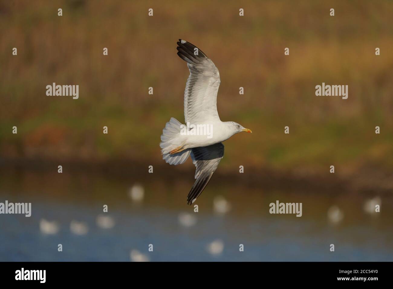 Minore gabbiano nero-backed (Larus fuscus) in volo, Andalusia, Spagna. Foto Stock