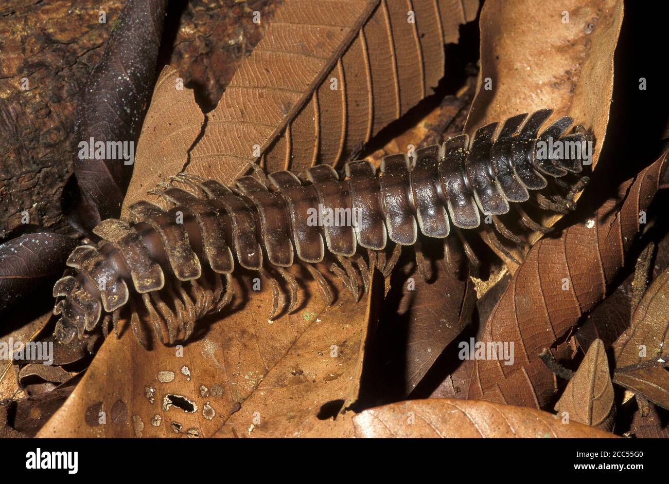 Trattore Millipede, (Barydesmus sp) sul pavimento della foresta pluviale, Sabah, Borneo Foto Stock