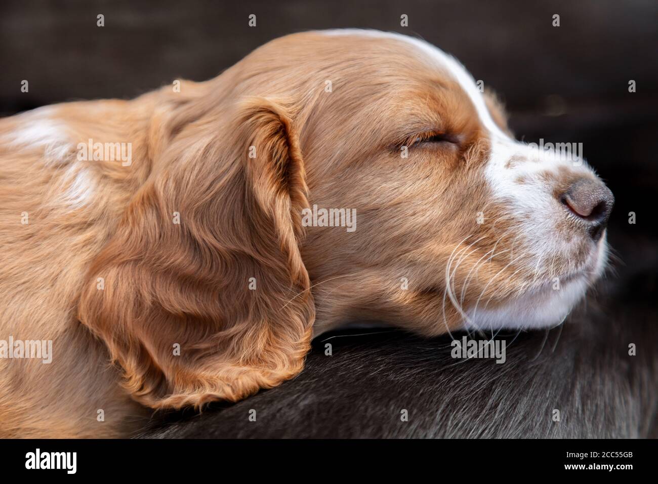 Carini cani cuccioli neri e marroni che dormono al sole l'uno sopra l'altro Foto Stock