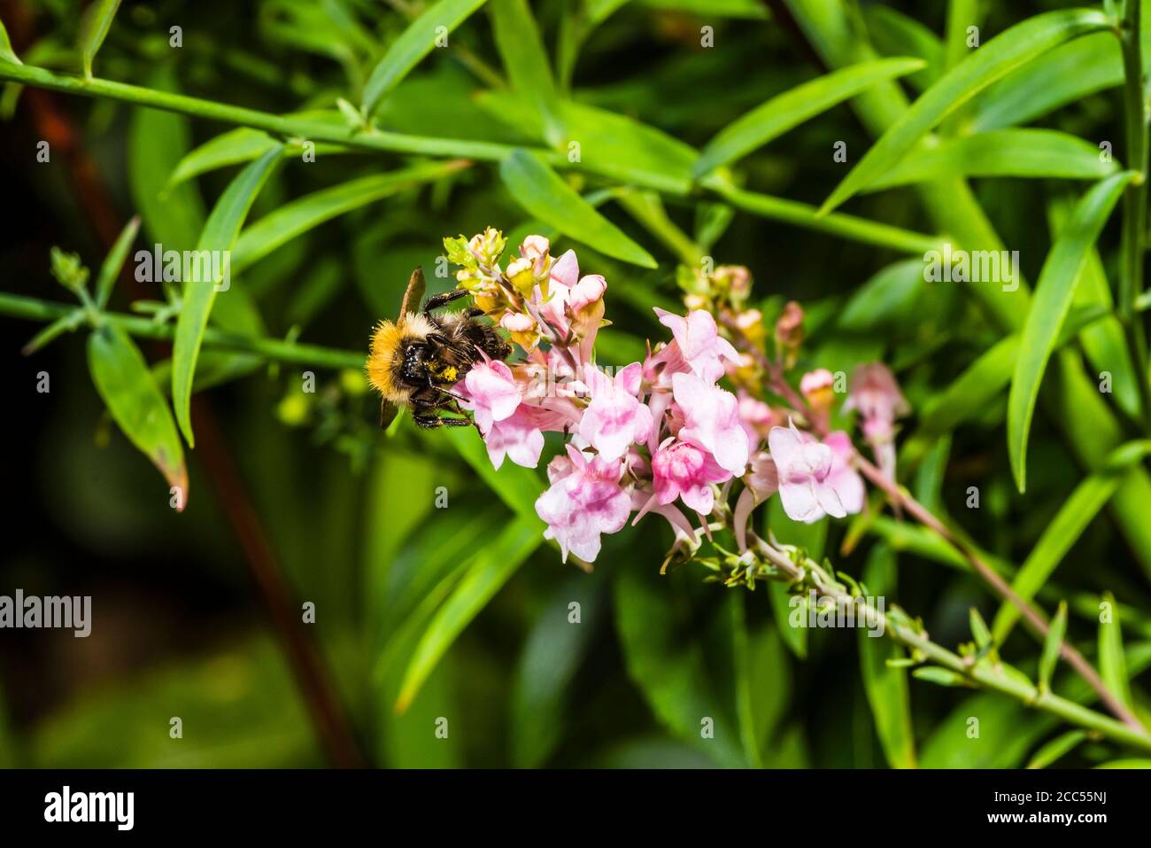 Primo piano di una comune ape di carder su una Linaria viola/rosa Purpurea 'Canon went' (porpora toadflax) Foto Stock