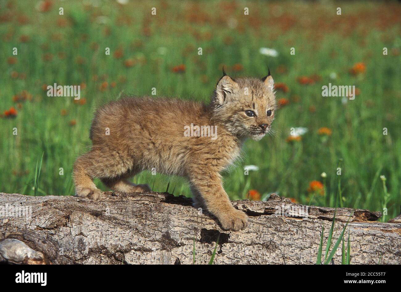 Lynx (Lynx canadensis) kitten 7 settimane, Minnesota, Stati Uniti, situazione controllata Foto Stock