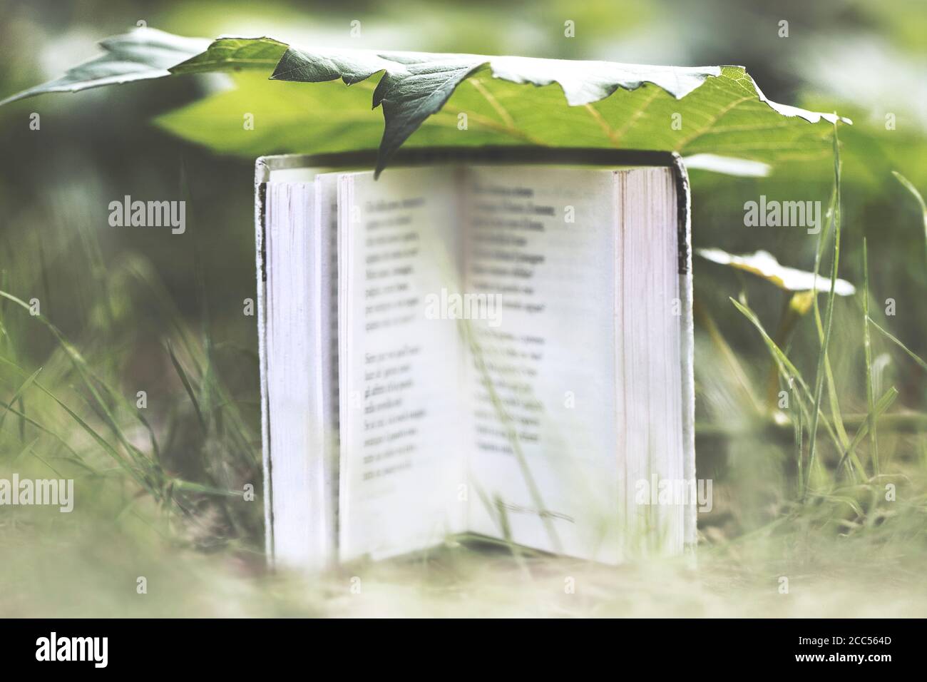 momento surreale di un piccolo libro che si protegge sotto una grande foglia dalla pioggia Foto Stock
