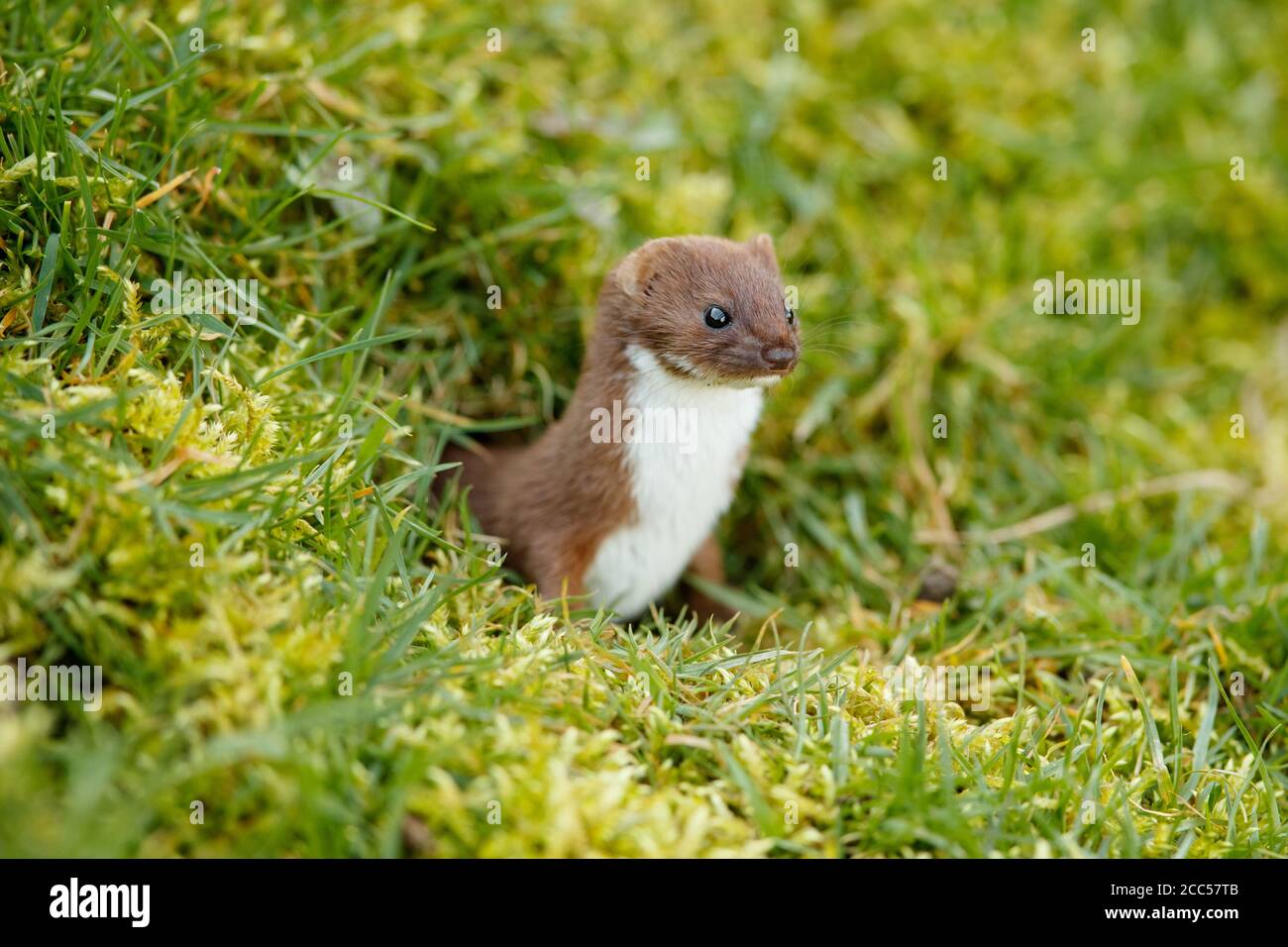 Stoat o zizzarria a coda corta (Mustela erminea) Foto Stock