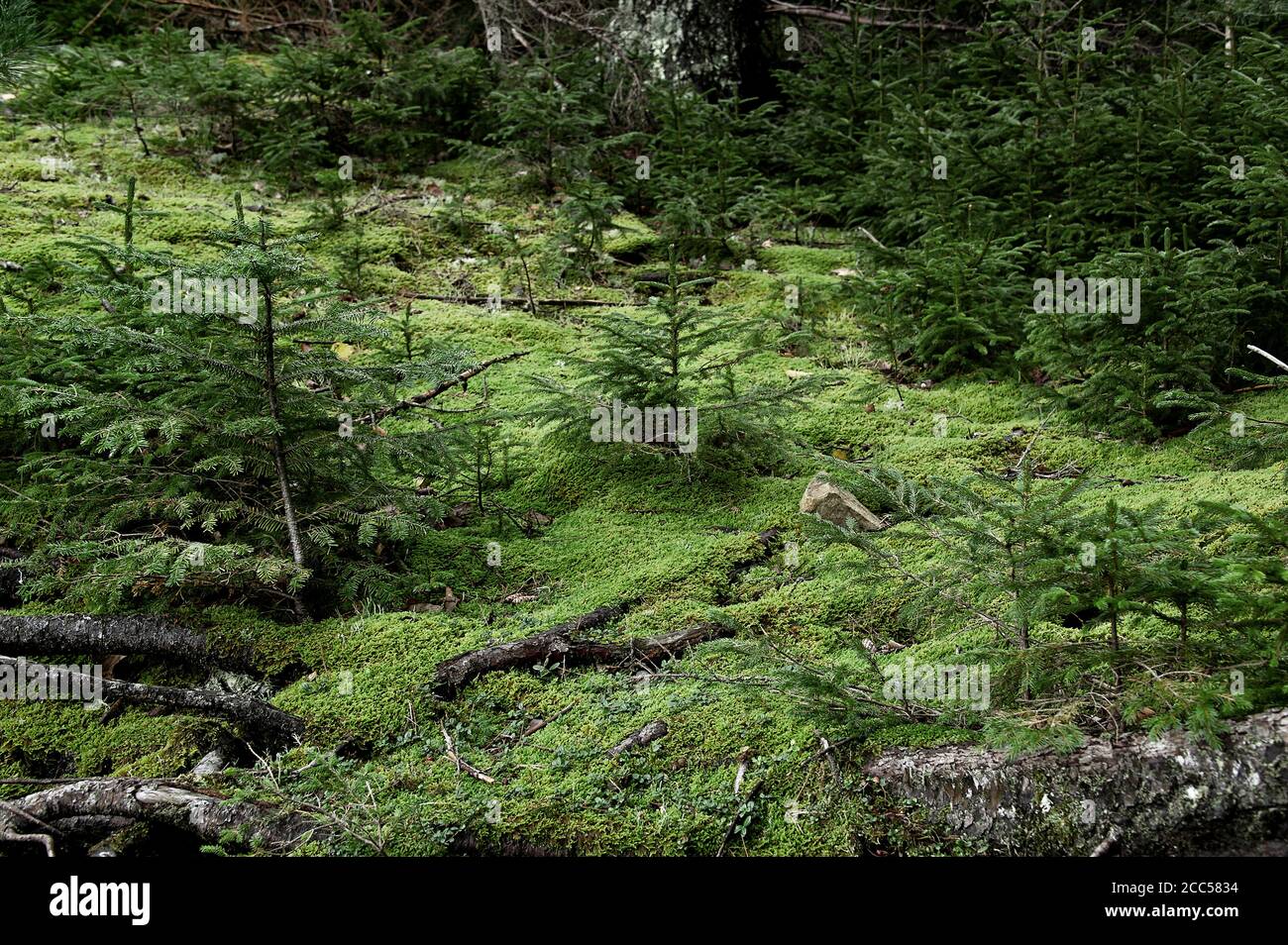 Alberi di conifere per semina, Pretty Marsh, Acadia NP, Maine, USA. Foto Stock