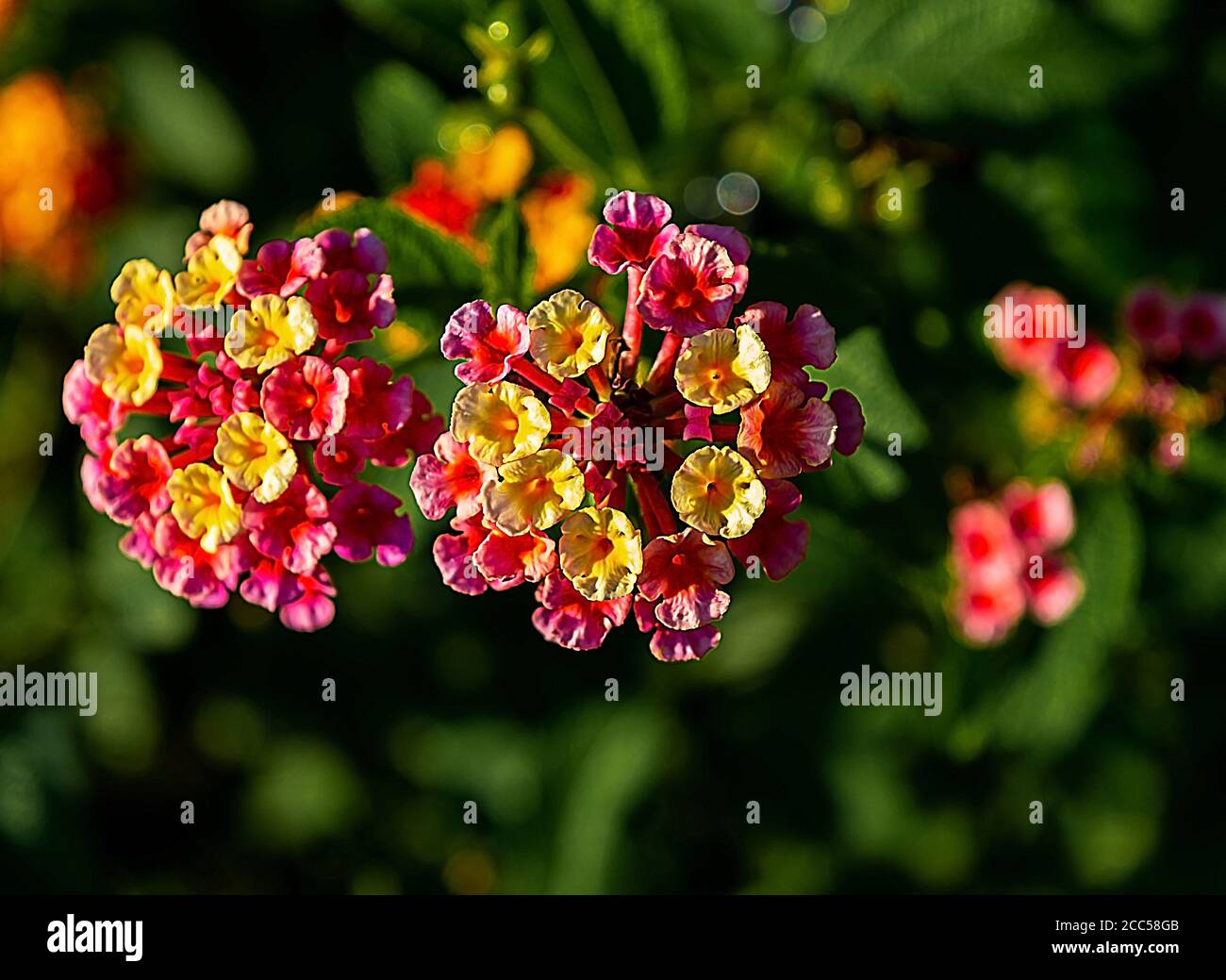 bellissimi fiori colorati, lanatana camara Foto Stock