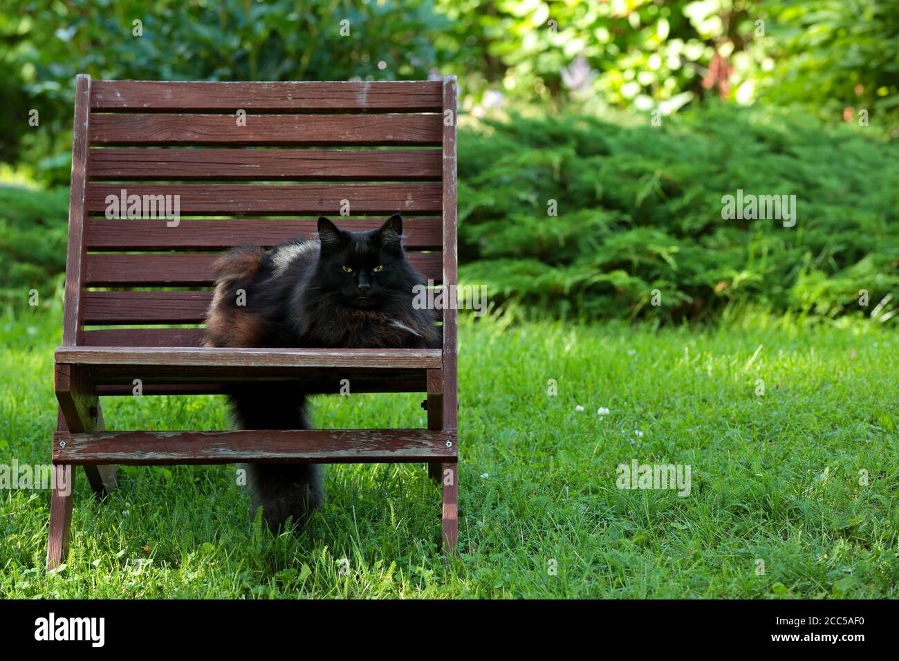 Nero norvegese foresta gatto femmina seduta su un giardino di legno sedia Foto Stock