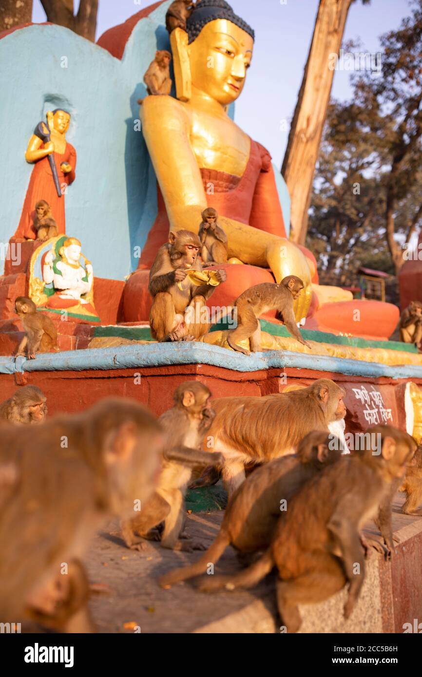 Le scimmie di Assam Macaque circondano una statua del Buddha al tempio di Swayambhunath a Kathmandu, Nepal. Foto Stock