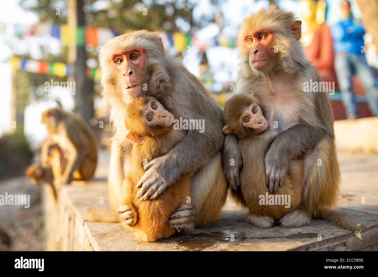 Le scimmie di Assam Macaque circondano una statua del Buddha al tempio di Swayambhunath a Kathmandu, Nepal. Foto Stock
