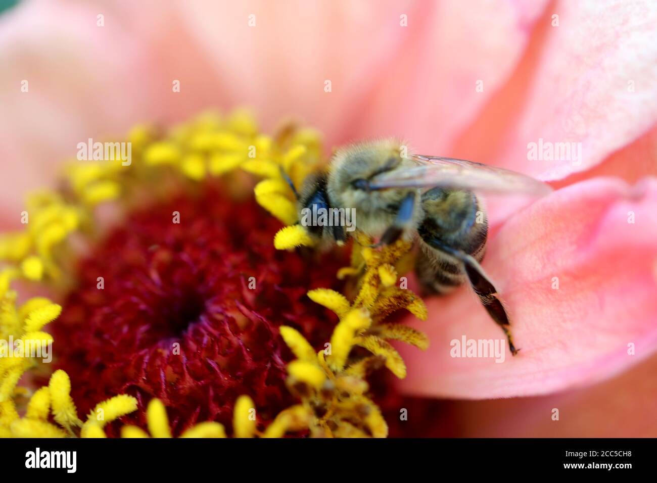 Ape on Light Pink Zinnia STAMENS, ape on Yellow STAMENS, Light Pink Zinnia con balze gialle e rosse, ape con polline sulle gambe, ape e impollinazione Foto Stock