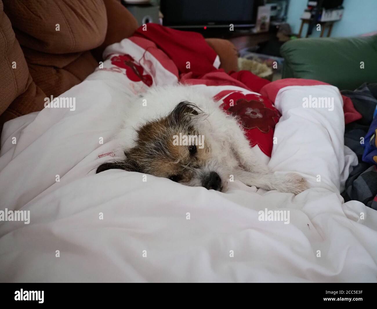 piccolo cane carino che riposa su un piumino Foto Stock