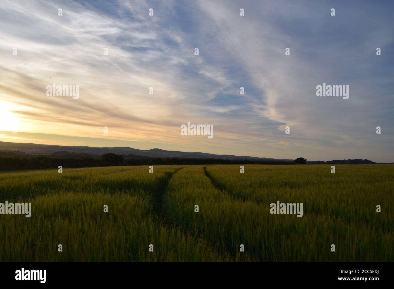 Il trattore si cinge attraverso l'orzo verde Foto Stock