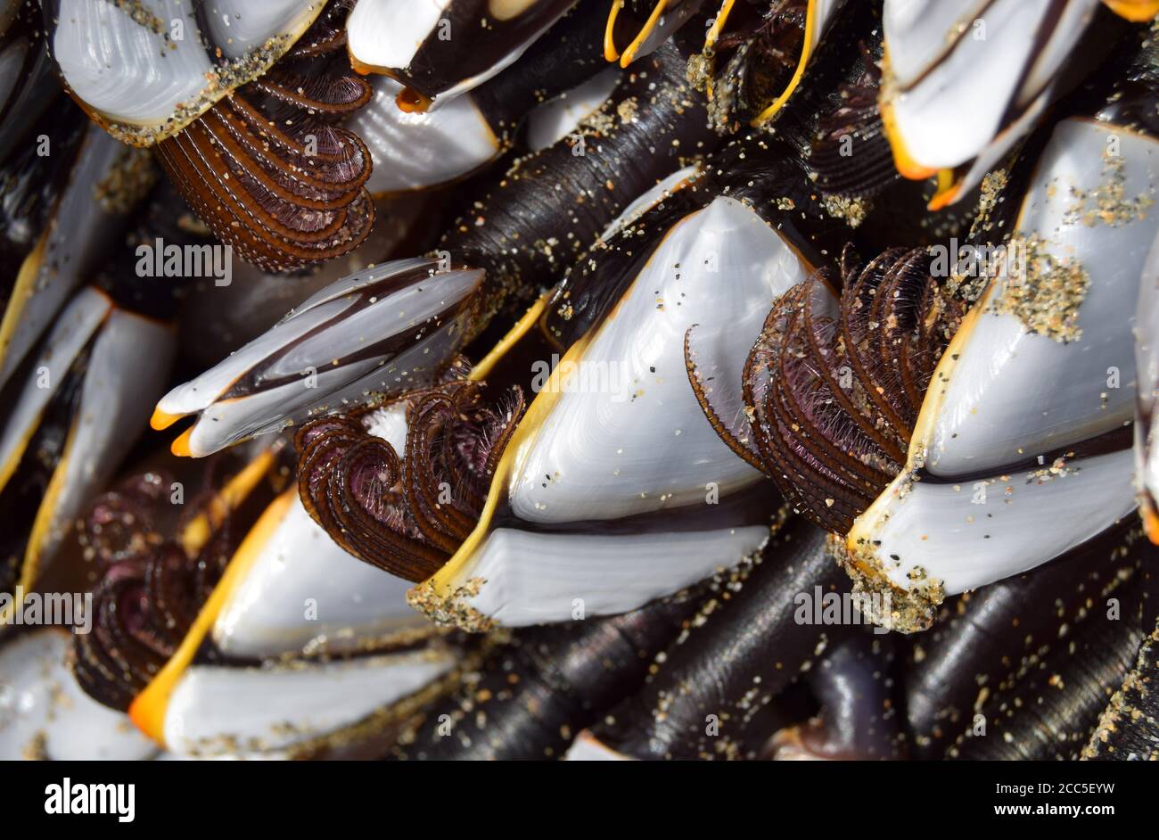 Oose Barnacles da vicino Foto Stock