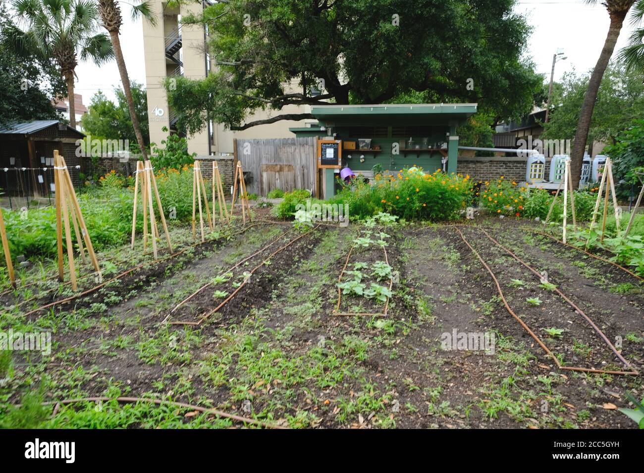 Urban Garden, conosciuto anche come Rain Garden, dove i volontari coltivano mais, peperoni, broccoli, zecca, fiori e altri prodotti per se stessi Foto Stock