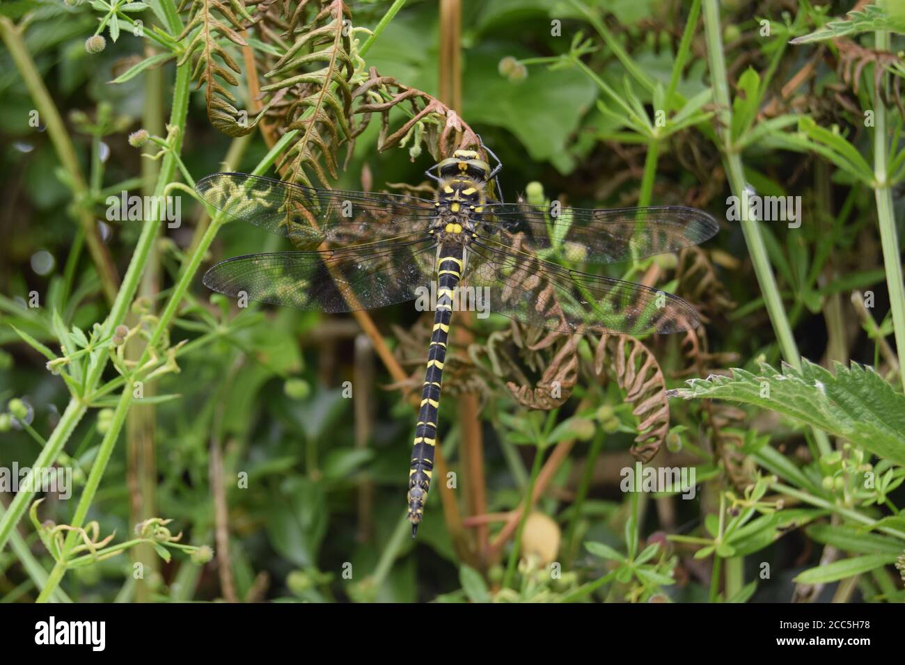 Dragonfly con anello d'oro su felce Foto Stock