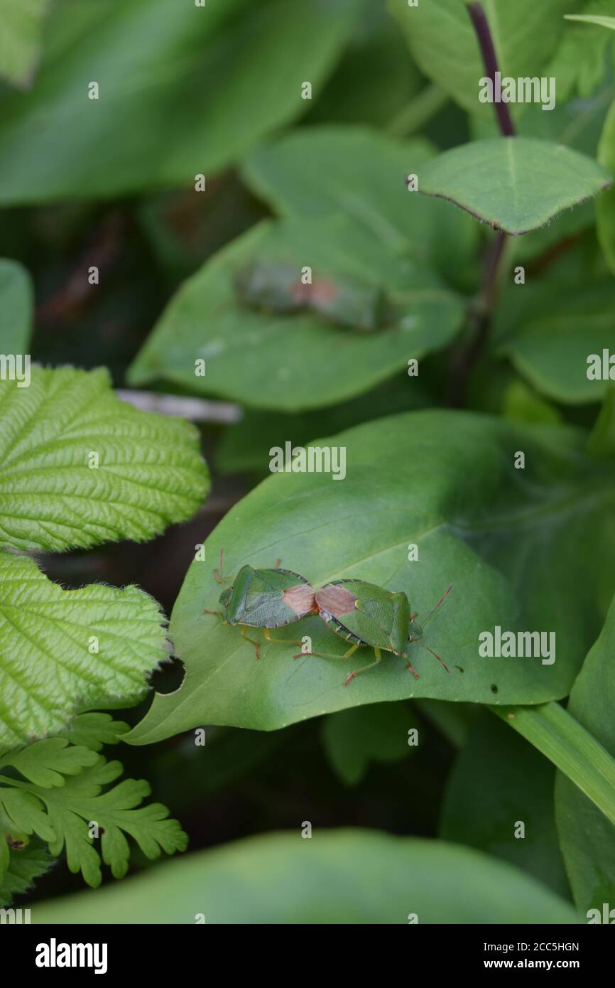 Due coppie di bug schermati verdi Foto Stock