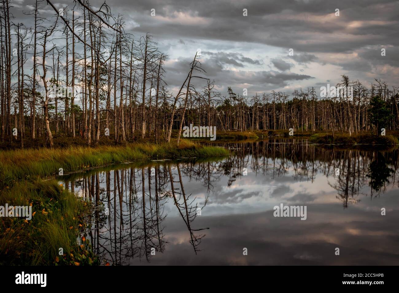 Lago di Bog che riflette alberi secchi in una giornata cupa. Foto Stock