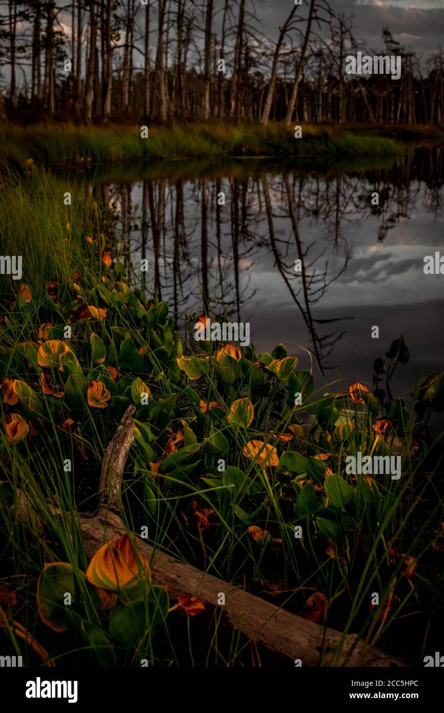 Ramo di albero essiccato che si posa in foglie colorate di acqua-arum con laghetto di palude e alberi secchi su sfondo bokeh. Foto Stock