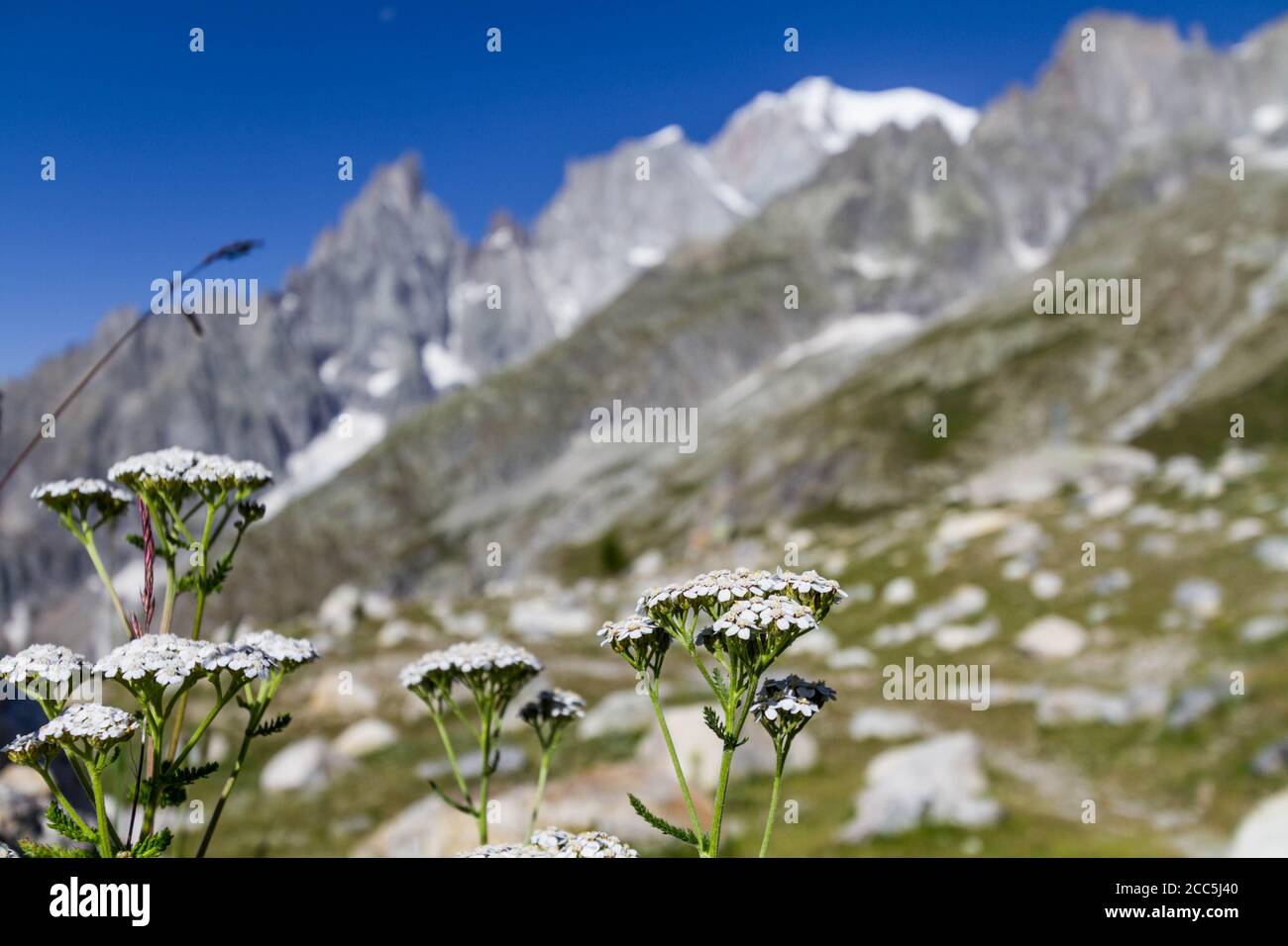 Fiori bianchi nelle Alpi Foto Stock