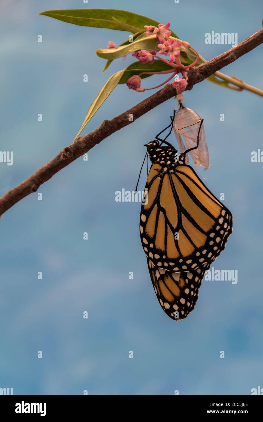 Monarch Butterfly, Danaus plexippuson, emerge da Chrysalis esses ali blu sfondo ritratto Foto Stock