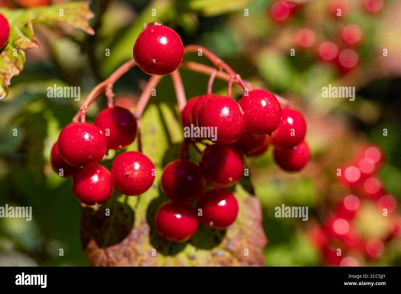 L'opulus di viburnum, comunemente conosciuto come rosa di guelder o rosa di guelder, chiodo di chiodo di bacche rosse o di frutta Foto Stock