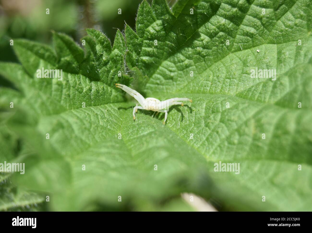 Ragno di granchio su foglia di ortica Foto Stock