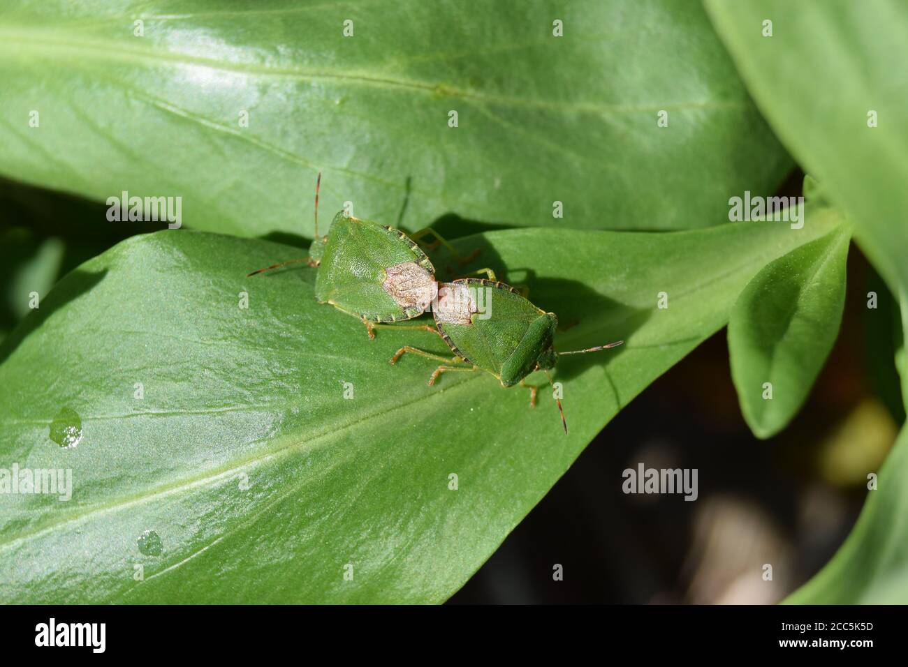 Accoppiamento di bug schermati verdi Foto Stock