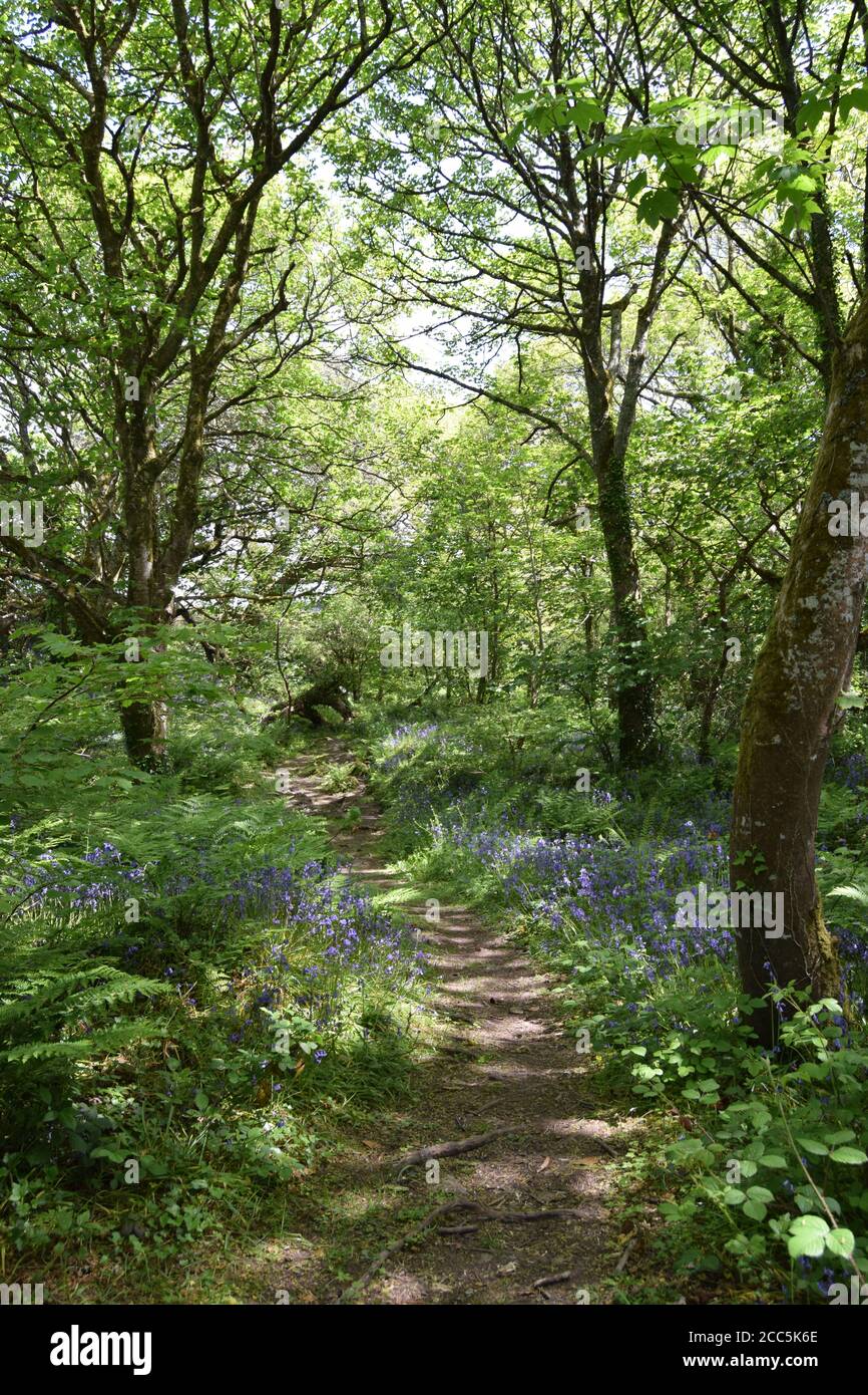 Percorso attraverso bluebell wood Foto Stock