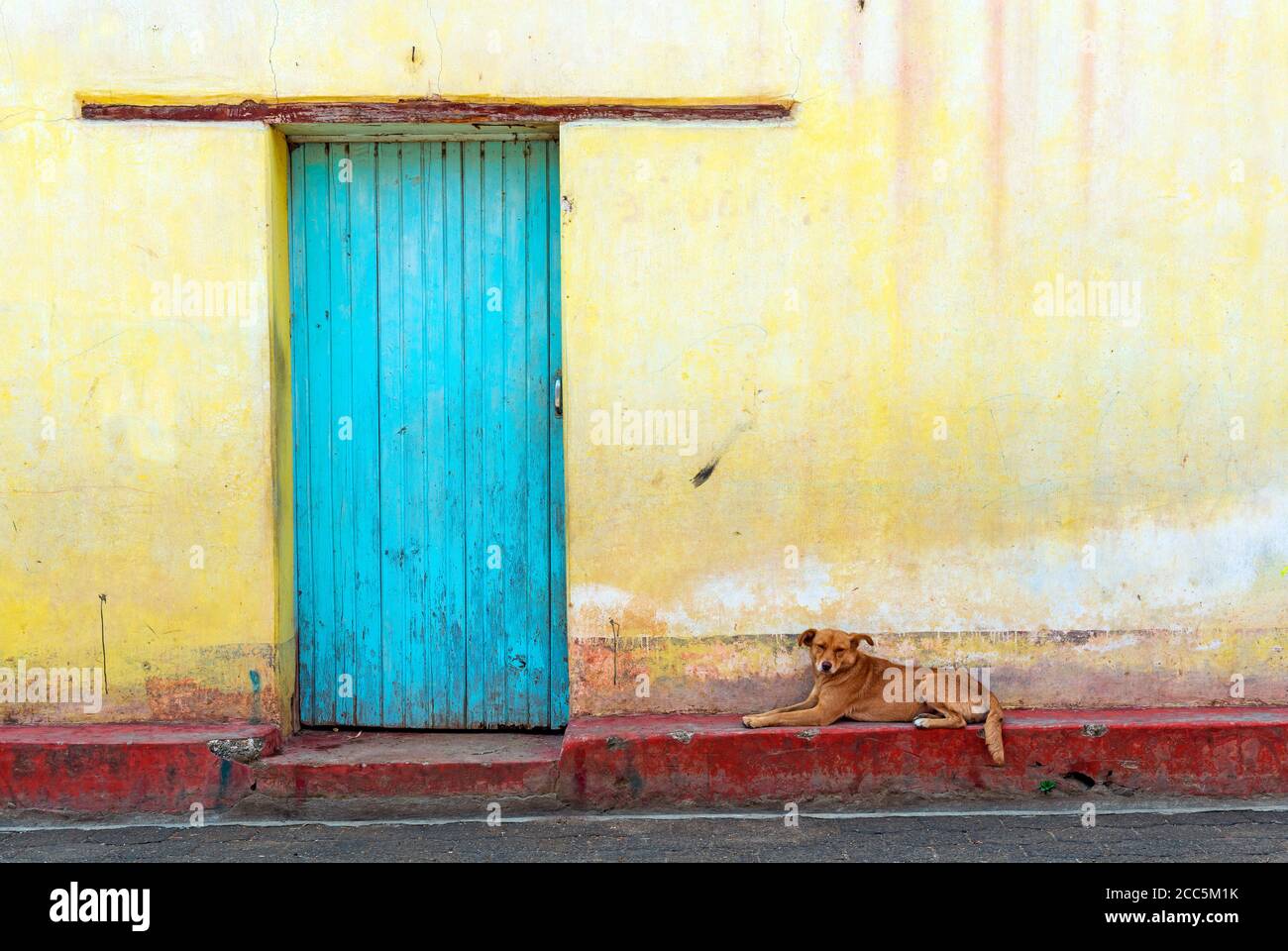 Una facciata in stile coloniale giallo con porta e cane turchesi a Panajachel, lago Atitlan, Guatemala. Foto Stock