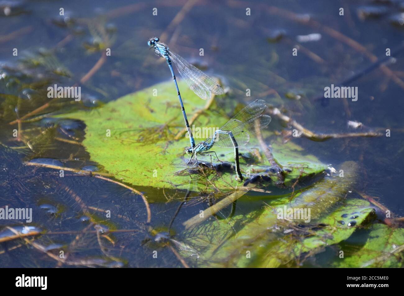 Damselflies blu comune che depone le uova in acqua Foto Stock