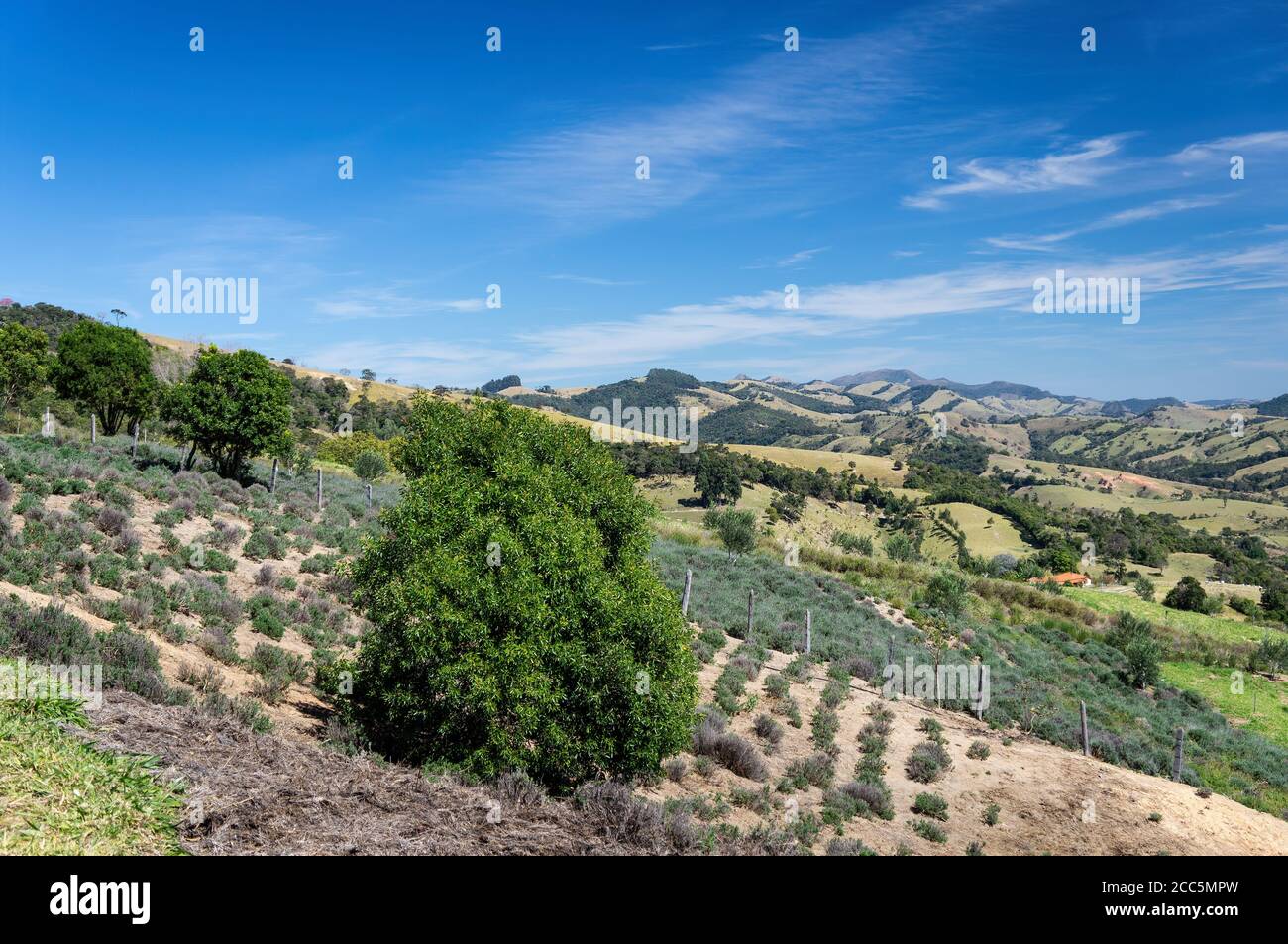 Bella vista paesaggio visto dai campi di lavanda piantagione di 'o Lavandario' fattoria con alcuni cespugli di Lavandula dentata in fase di coltivazione collina. Foto Stock