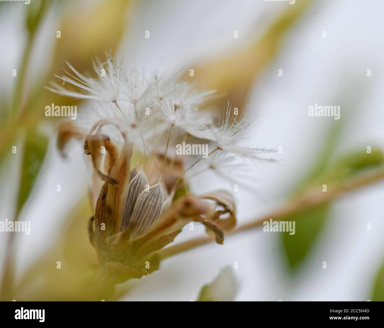 Macrofotografia dei semi di lattuga nel loro fiore Foto Stock