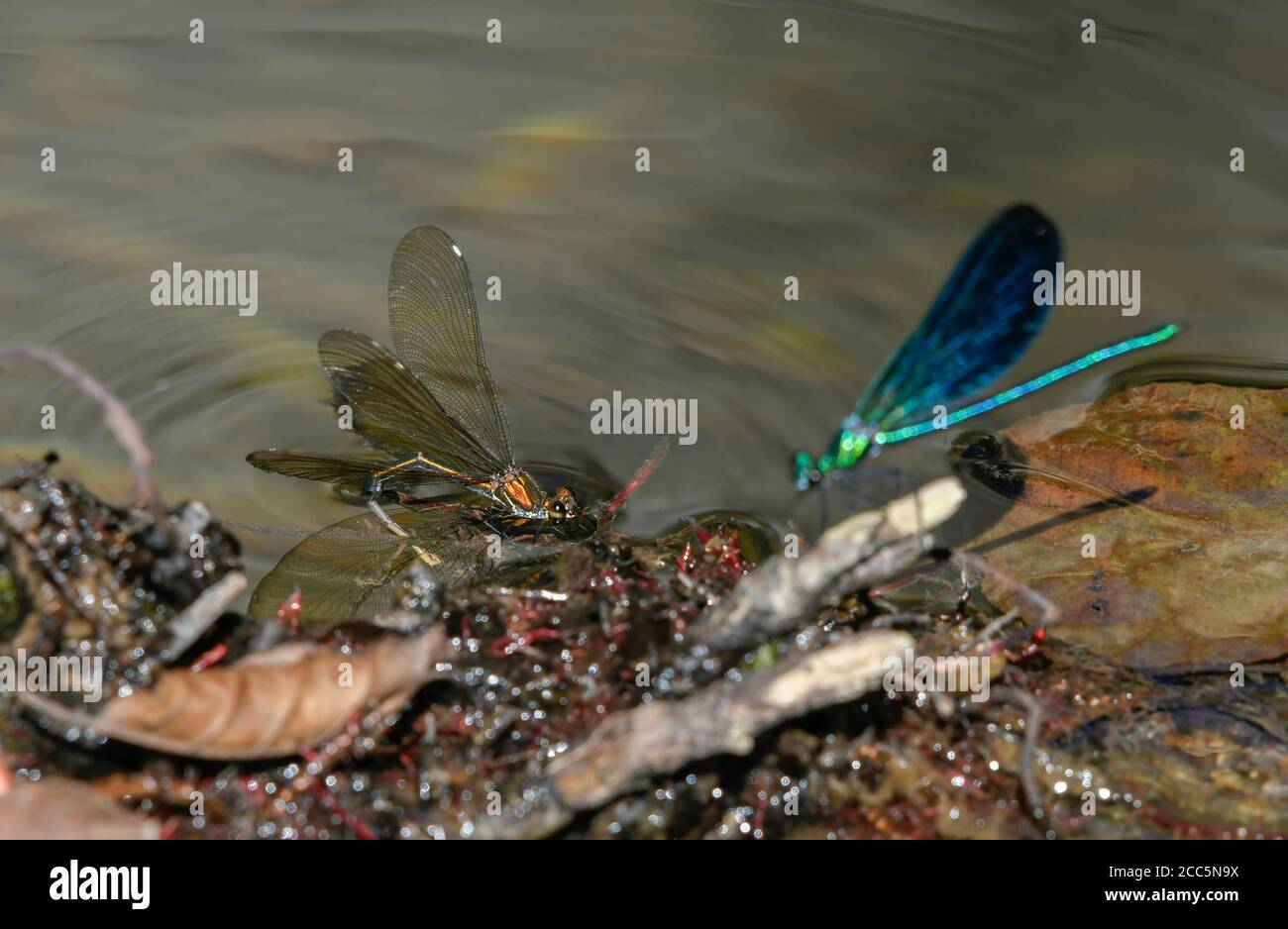 Femmina damselfly che depone le uova in acqua mentre gli orologi maschili. Foto Stock