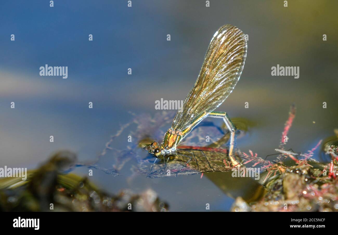 Femmina damselfly che depone uova in acqua Foto Stock