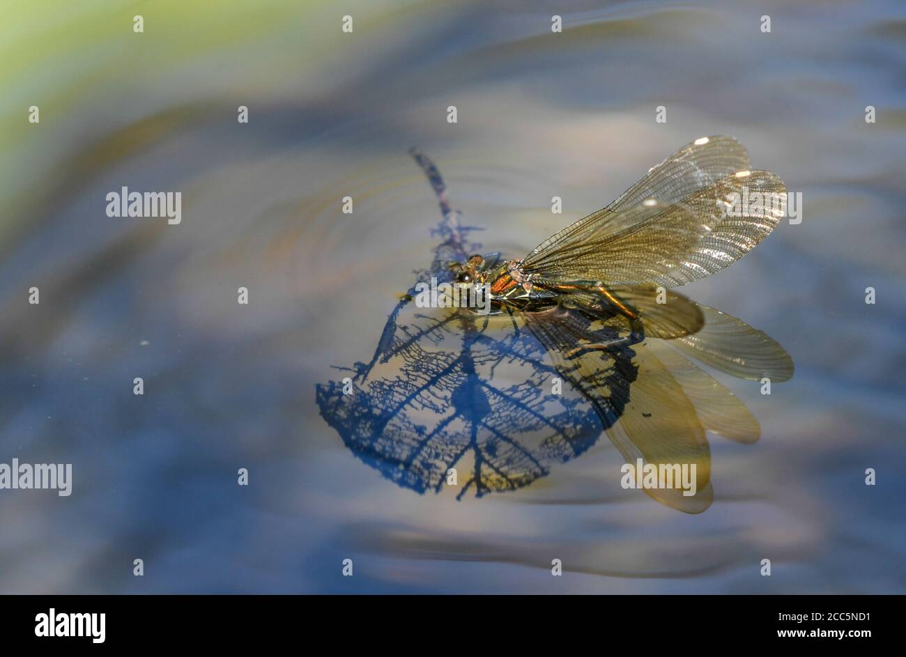 Femmina damselfly che depone uova in acqua Foto Stock