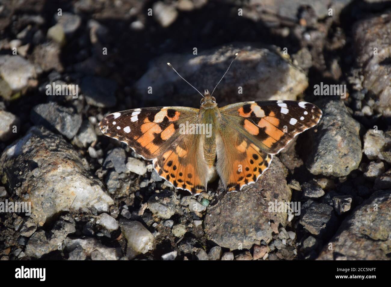 Le ali dipinte della signora si aprono Foto Stock