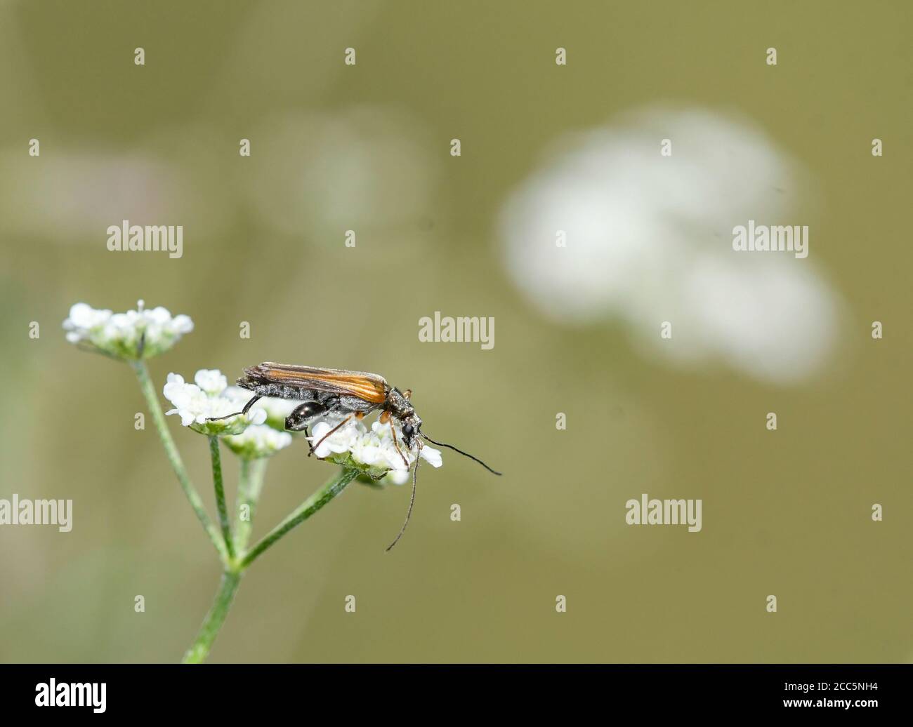 Oedemera podagrariae che si nutrono dei fiori di un ombellifero Foto Stock
