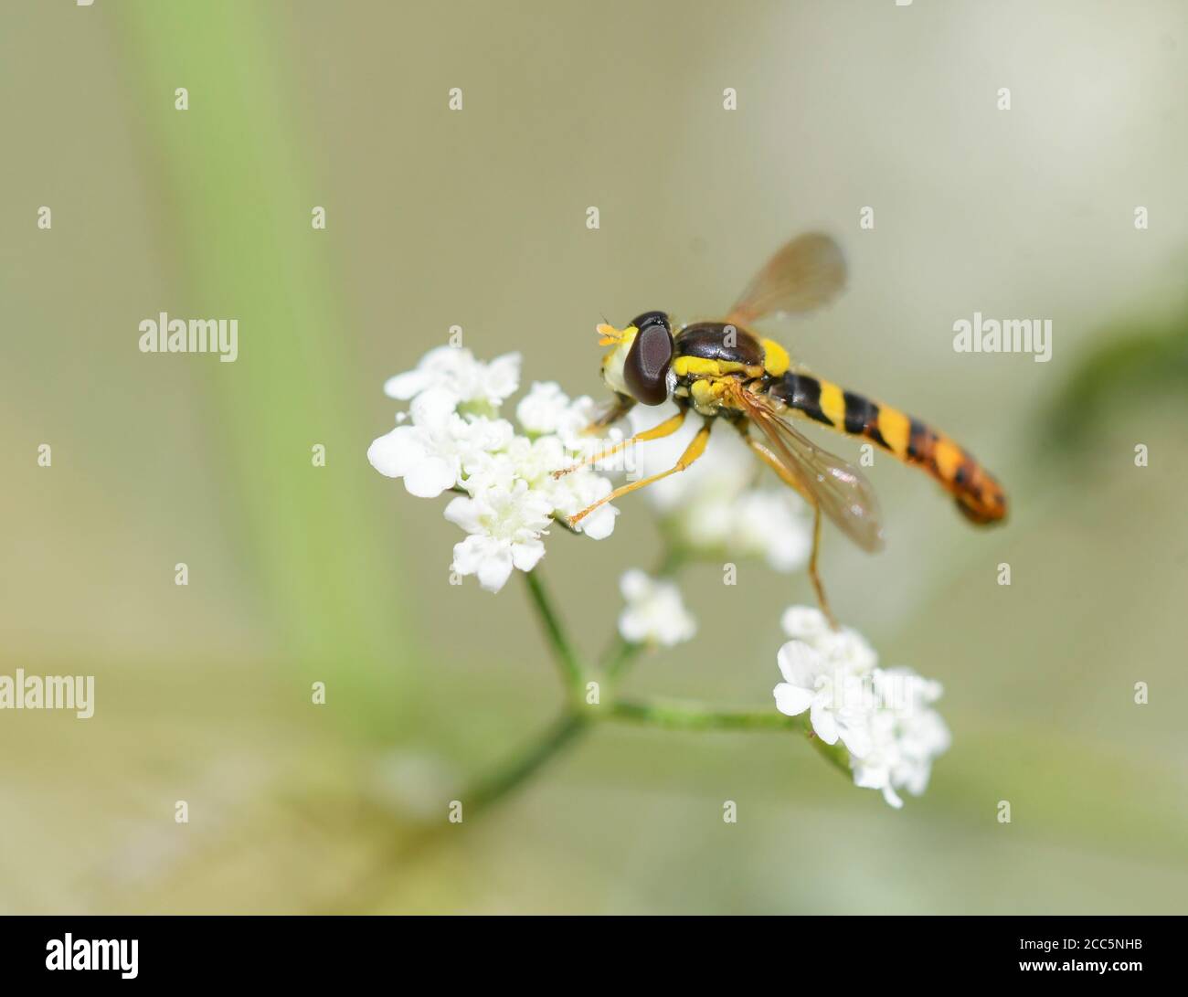 Closeup di Scripta di sferophoria che si nutrisce sui fiori di An dispositivo di sollevamento Foto Stock