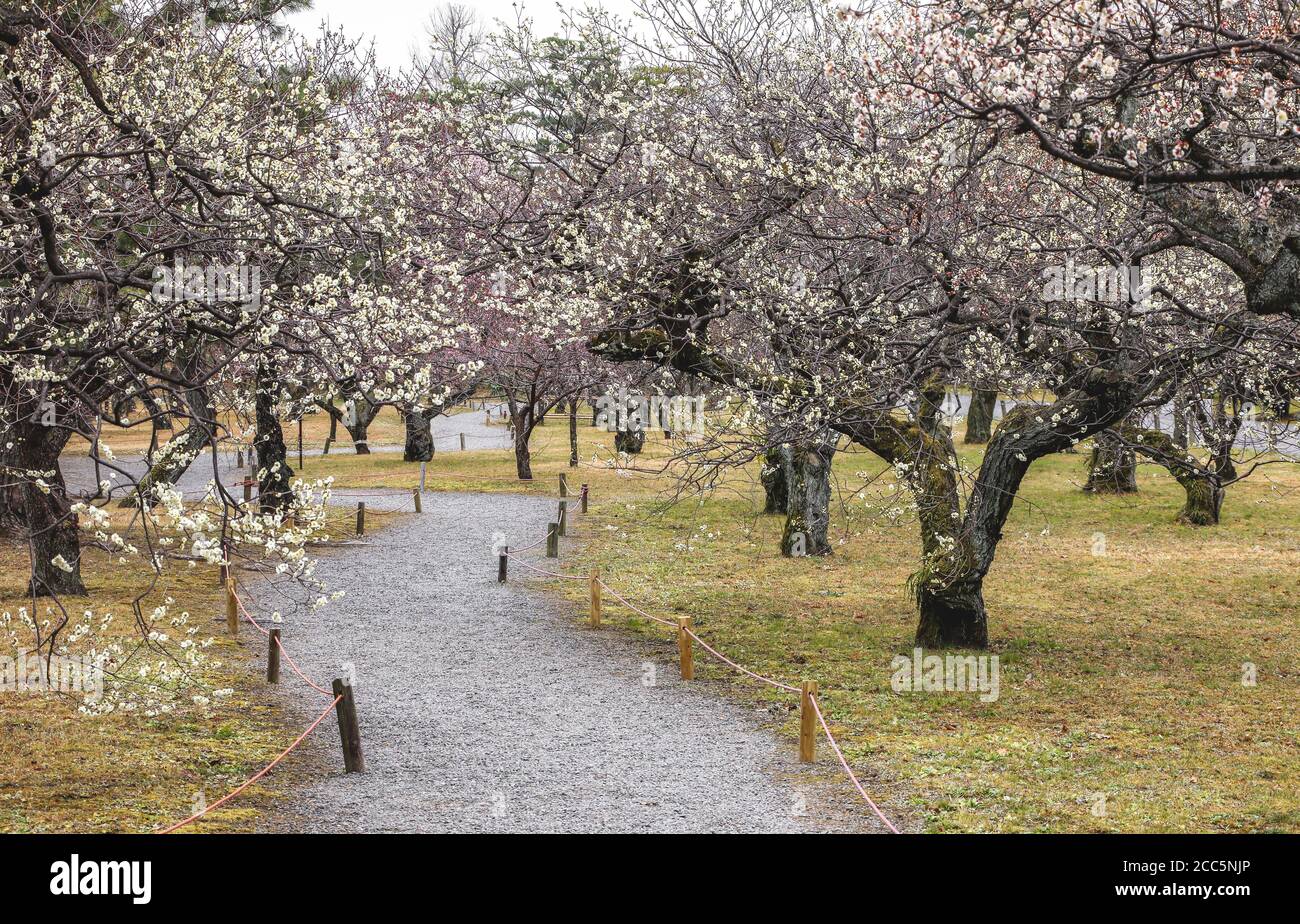Vuoto sentiero ghiaia in vecchio giardino fiorito in primavera Giappone Foto Stock