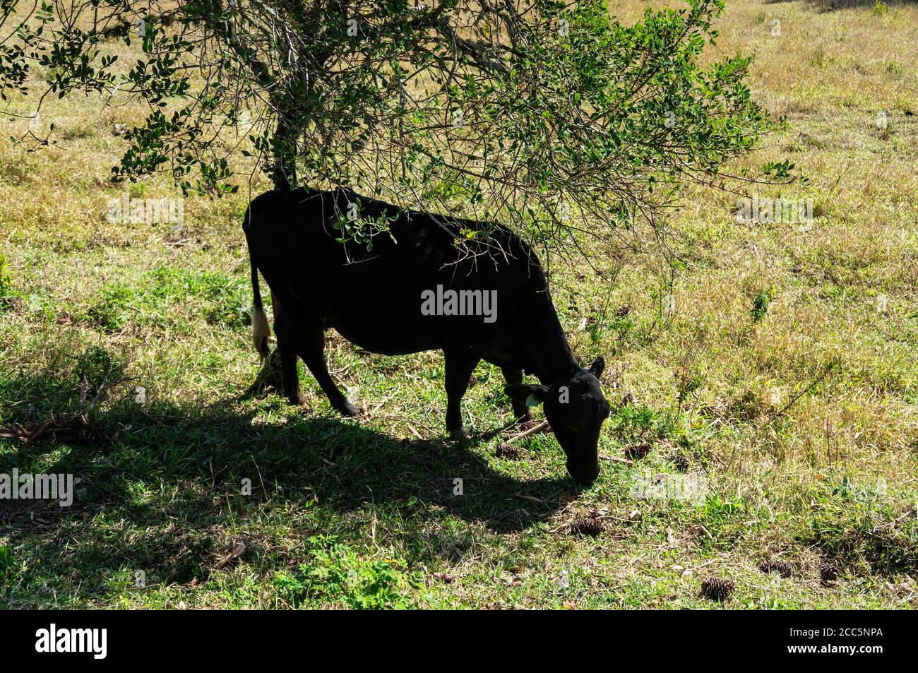 Angus bestiame (Aberdeen Angus - razza comune di bovini di manzo) mangiare in un campo di pascolo sotto un albero in un ranch vicino al ristorante Casa da Serra. Foto Stock