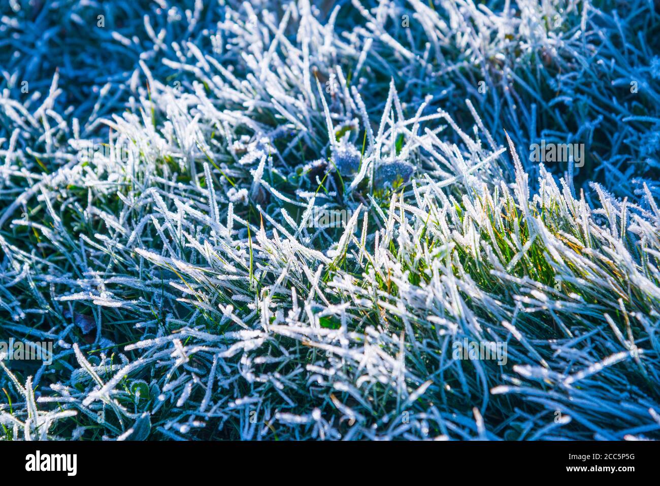 Frosty erba. Foto Stock