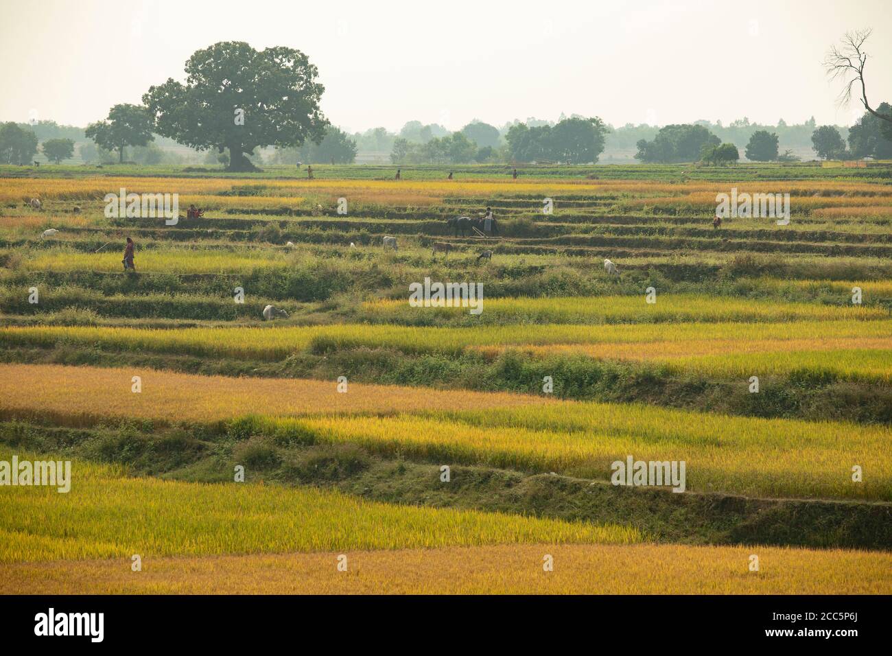 Le risaie sono pronte per la raccolta a Bihar, in India, dove Lutheran World Relief sta attuando il suo programma di partenariato Bihar volto a potenziare le donne attraverso una migliore agricoltura e un rafforzamento dei mezzi di sostentamento. Pradan (Assistenza professionale per l'azione di sviluppo) / progetto Partnership Bihar. 20 novembre 2019 - Distretto di Jamui, Stato di Bihar, India. Foto di Jake Lyell per il Luterano World Relief. Foto Stock
